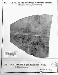 Sporidesmium punctiphyllum image
